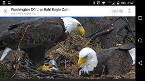 What Metaphor Do You See in This LIVE Eagles’ Nest?