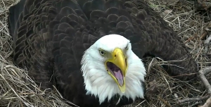eagle yawning